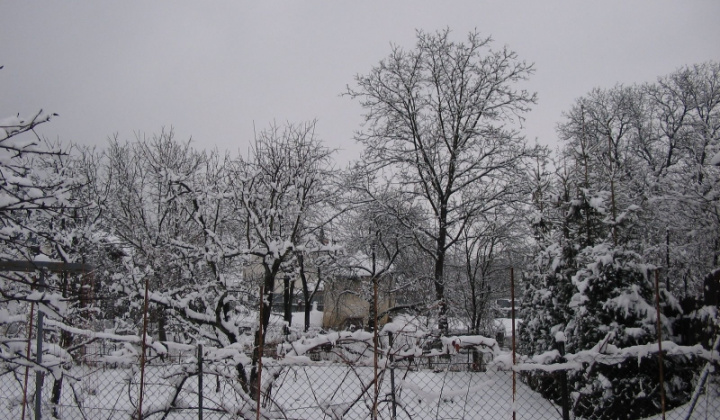 Zima