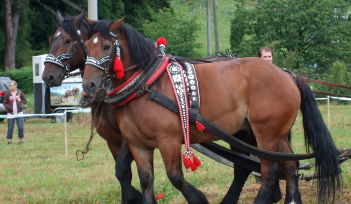 Furmanské závody 2009