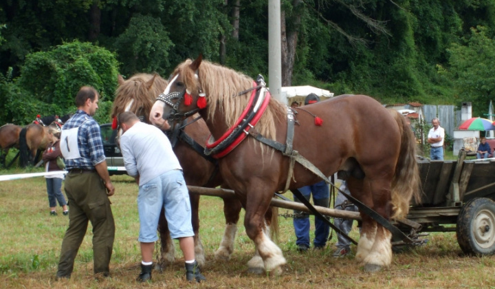 Furmanské závody 2009